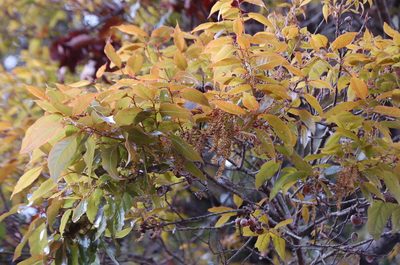 Quercus ocoteifolia, photographed by Neptalí Ramírez Marcial