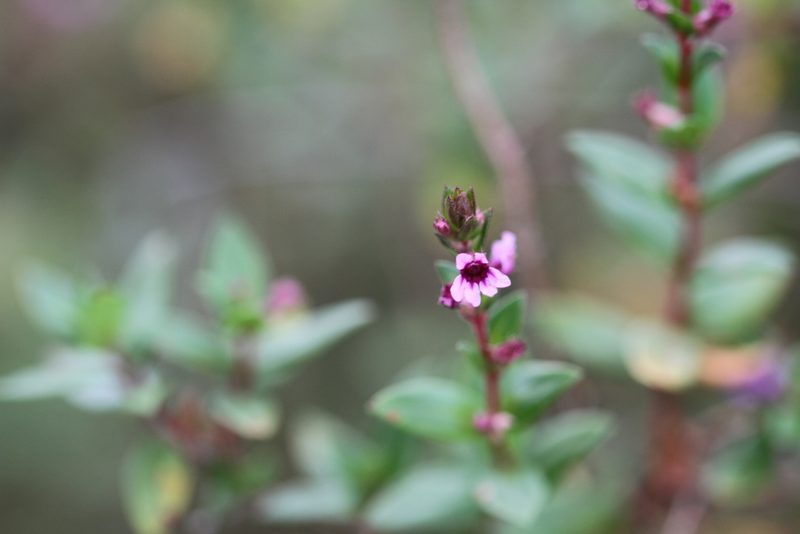 Cuphea blackii, photographed by Guillaume Delaitre