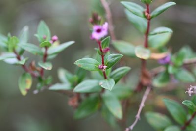 Cuphea blackii, photographed by Guillaume Delaitre