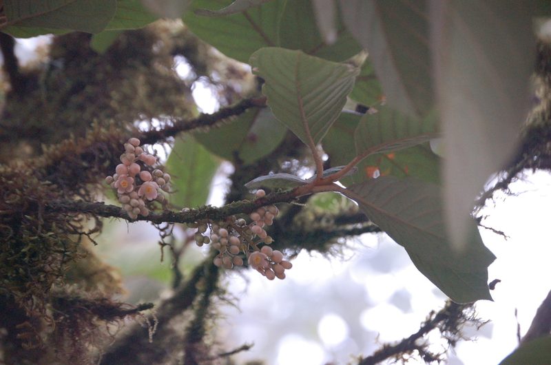 Styrax magnus, photographed by Neptalí Ramírez Marcial