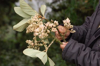 Styrax magnus, photographed by Neptalí Ramírez Marcial