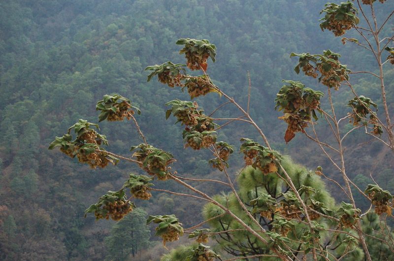 Lippia umbellata, photographed by Neptalí Ramírez Marcial