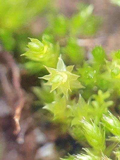 Gemmabryum gemmiferum, photographed by Jonathan Hughes