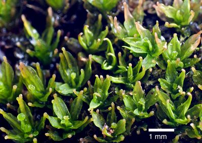 Calymperes tenerum, photographed by Peter de Lange