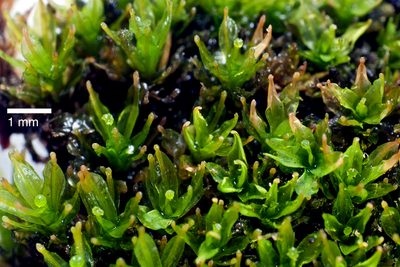 Calymperes tenerum, photographed by Peter de Lange