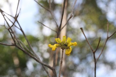 Handroanthus capitatus, photographed by Guillaume Delaitre