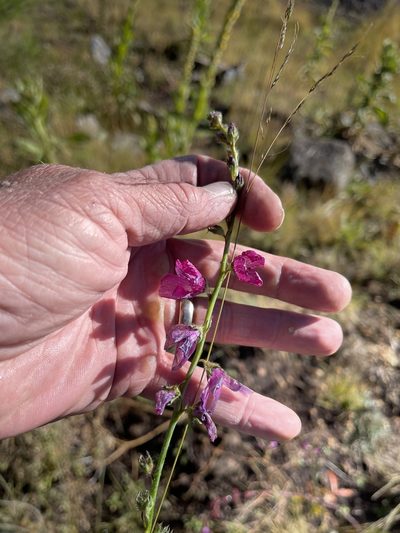Sidalcea neomexicana, photographed by CK2AZ