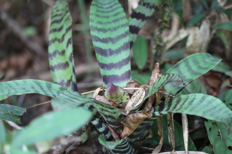 Lutheria splendens, photographed by Guillaume Delaitre