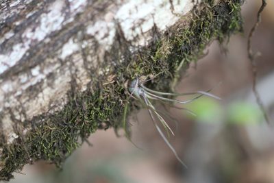 Tillandsia bulbosa, photographed by Guillaume Delaitre