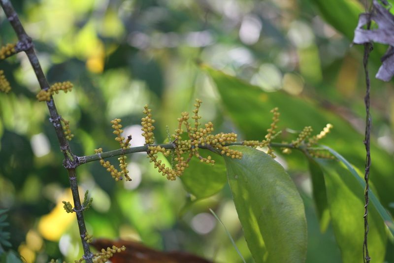 Phoradendron crassifolium, photographed by Guillaume Delaitre