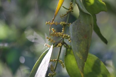 Phoradendron crassifolium, photographed by Guillaume Delaitre
