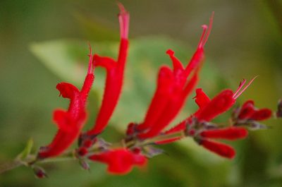 Salvia cinnabarina, photographed by Neptalí Ramírez Marcial