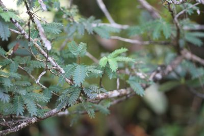 Calliandra surinamensis, photographed by Guillaume Delaitre