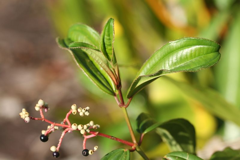 Miconia ciliata, photographed by Guillaume Delaitre