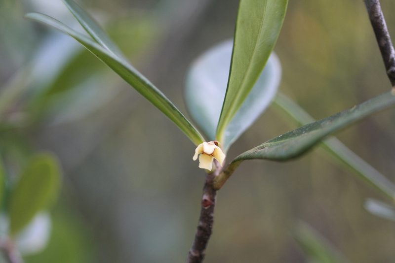 Clusia blattophila, photographed by Guillaume Delaitre