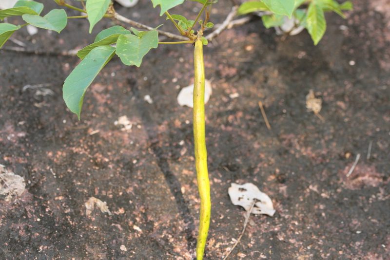 Handroanthus capitatus, photographed by Guillaume Delaitre