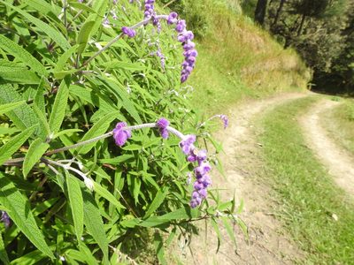 Salvia leucantha, photographed by Hopeland