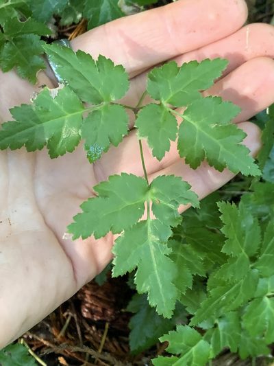 Coptis laciniata, photographed by Kate Manning