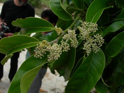 Oecopetalum mexicanum, photographed by Neptalí Ramírez Marcial