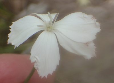 Dianthus albens, photographed by Nicola van Berkel