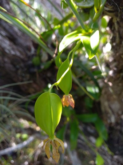 Prosthechea boothiana, photographed by Scott Ward