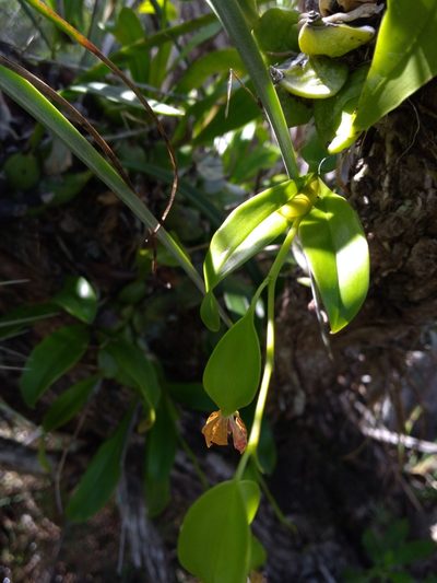 Prosthechea boothiana, photographed by Scott Ward