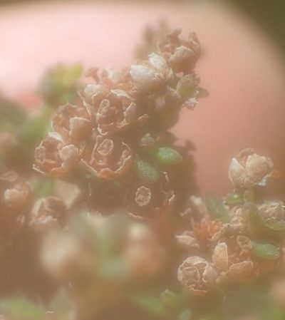 Erica leucopelta, photographed by Nicola van Berkel