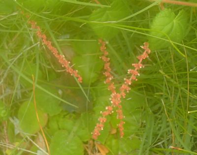Acalypha capensis, photographed by Nicola van Berkel