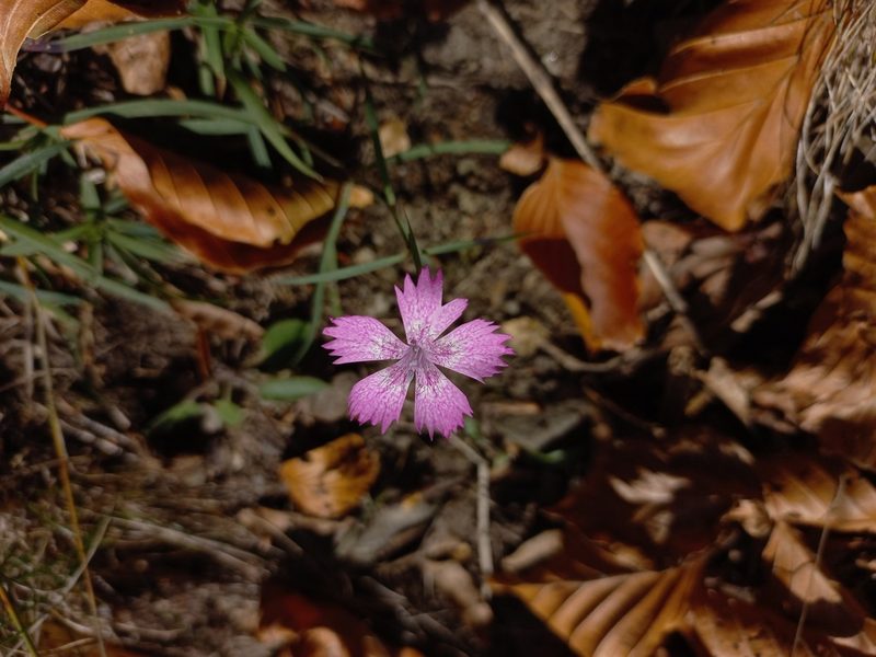 Dianthus seguieri, photographed by Daniele_00