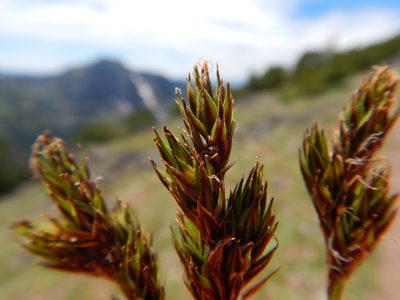 Carex tahoensis, photographed by Matt Lavin