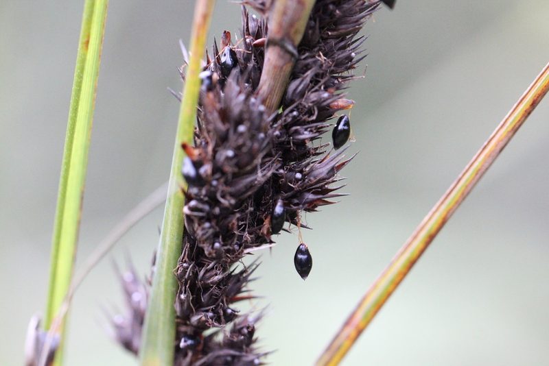 Gahnia tristis, photographed by Agnes Trekker