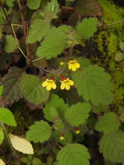 Lindenbergia muraria, photographed by Hopeland