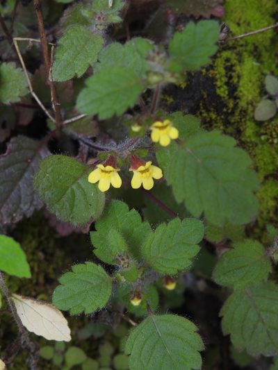 Lindenbergia muraria, photographed by Hopeland