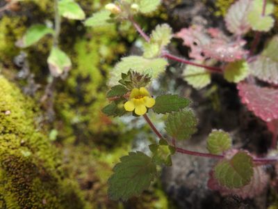 Lindenbergia muraria, photographed by Hopeland