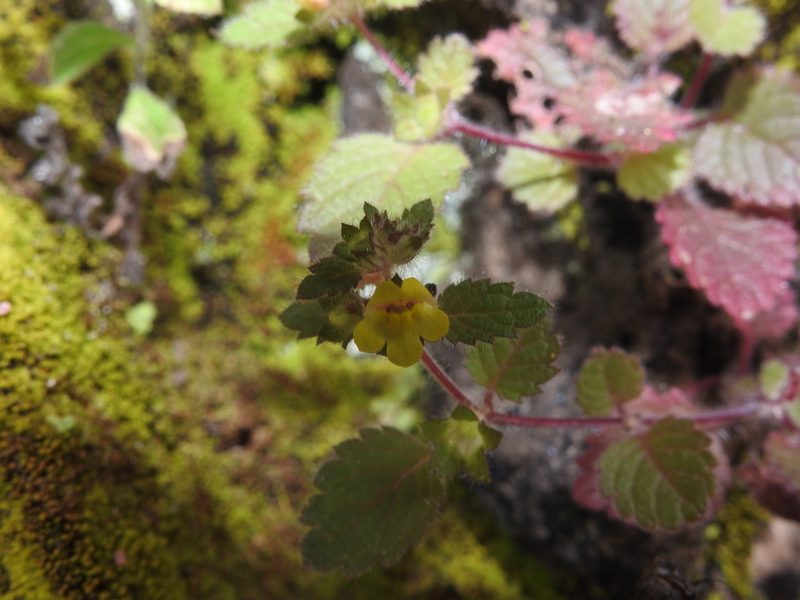 Lindenbergia muraria, photographed by Hopeland
