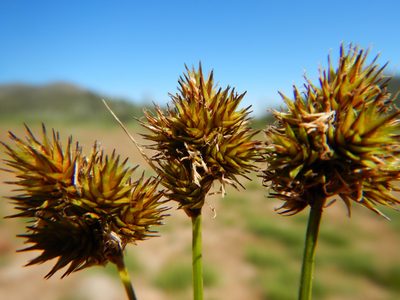 Carex pachystachya, photographed by Matt Lavin