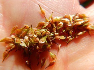 Carex pachystachya, photographed by Matt Lavin