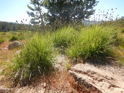 Carex pachystachya, photographed by Matt Lavin