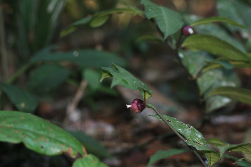 Palicourea apoda, photographed by Guillaume Delaitre