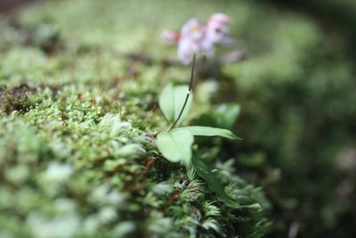 Cheiradenia cuspidata, photographed by Guillaume Delaitre