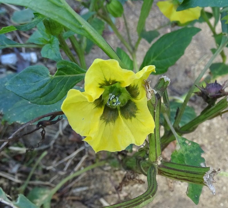 Physalis philadelphica, photographed by Sandra Keller