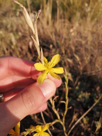 Moraea virgata, photographed by Danie Palm