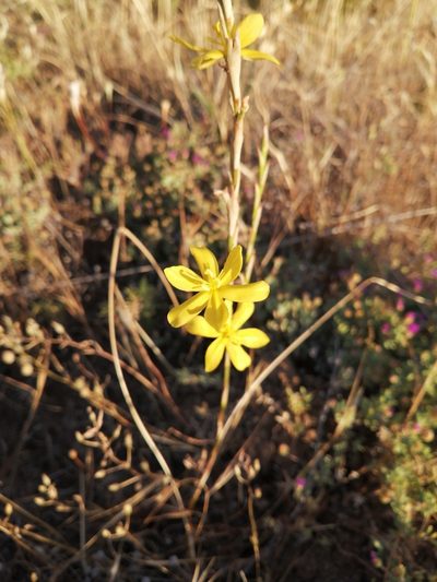 Moraea virgata, photographed by Danie Palm