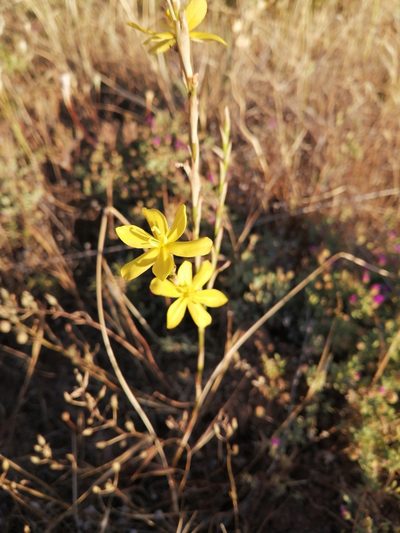Moraea virgata, photographed by Danie Palm