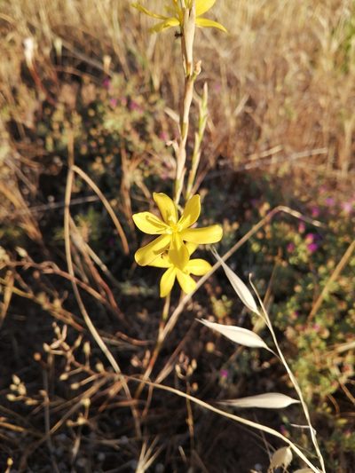 Moraea virgata, photographed by Danie Palm