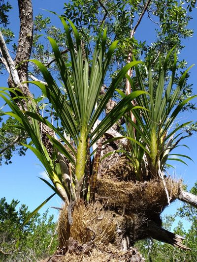 Cyrtopodium punctatum, photographed by Scott Ward