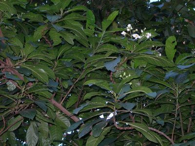 Saurauia yasicae, photographed by Neptalí Ramírez Marcial