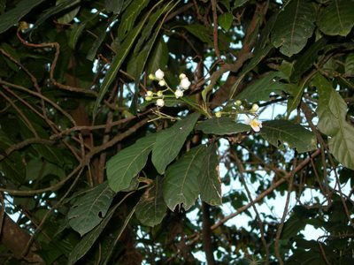 Saurauia yasicae, photographed by Neptalí Ramírez Marcial