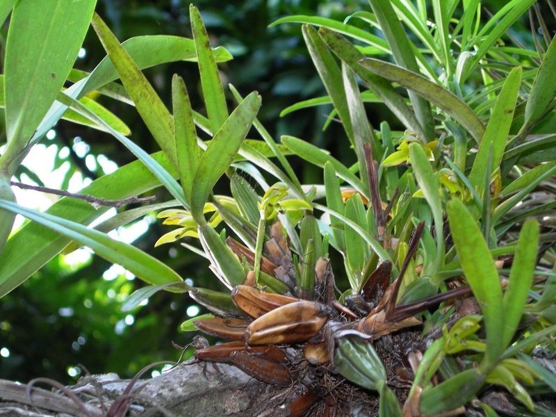 Maxillaria friedrichsthalii, photographed by Neptalí Ramírez Marcial