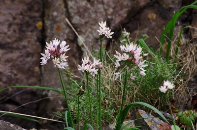 Allium canariense, photographed by gwynmwilliams
